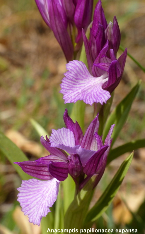 Andalusia: le orchidee e Grandi Pietre  marzo-aprile 2023.
